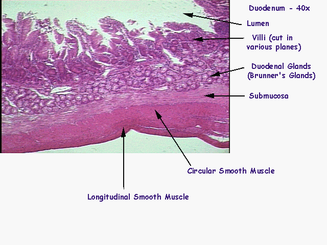 duodenum histology