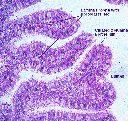 Fallopian Tube Histology