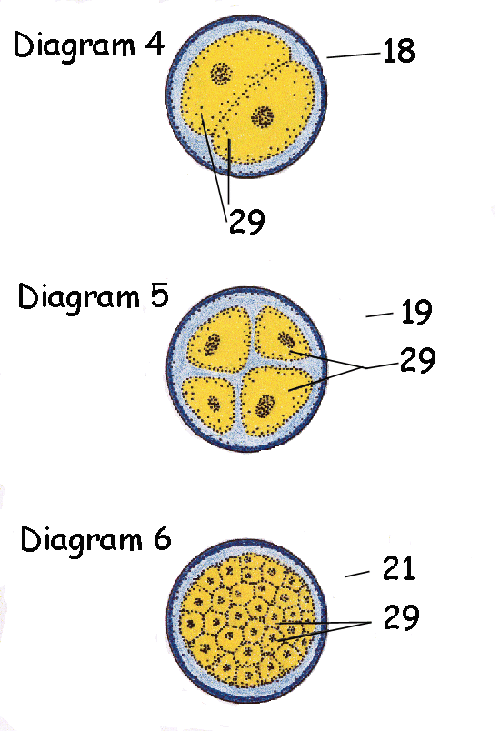 3b Uterus and early embryo Model-Key 1