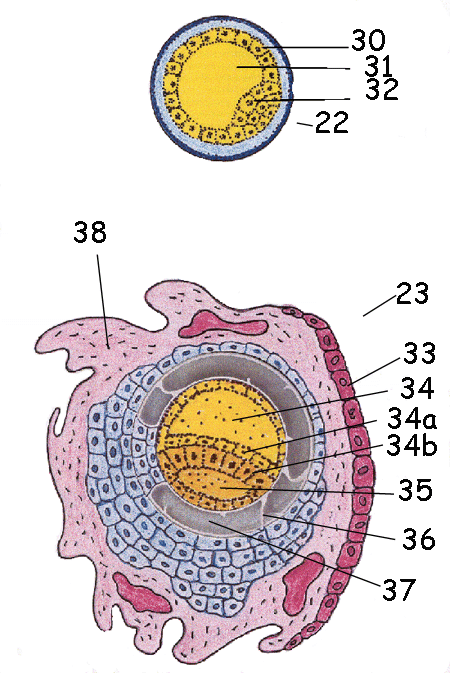 3b Uterus and early embryo Model-Key 1