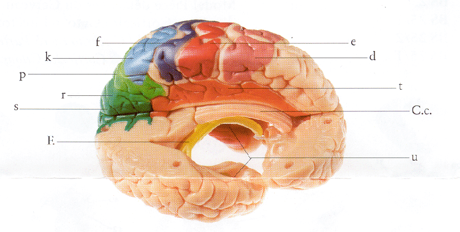15 part brain - key diagram 1a