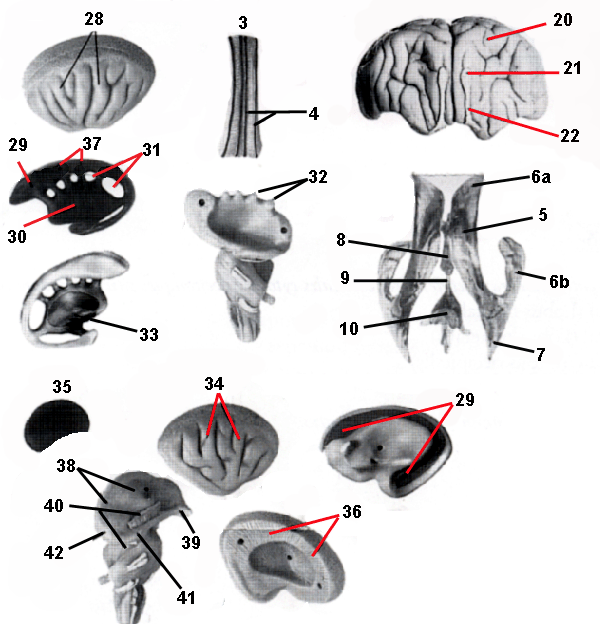 15 part brain - key diagram 1a