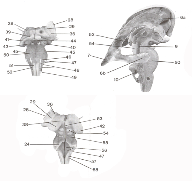 15 part brain - key diagram 1b